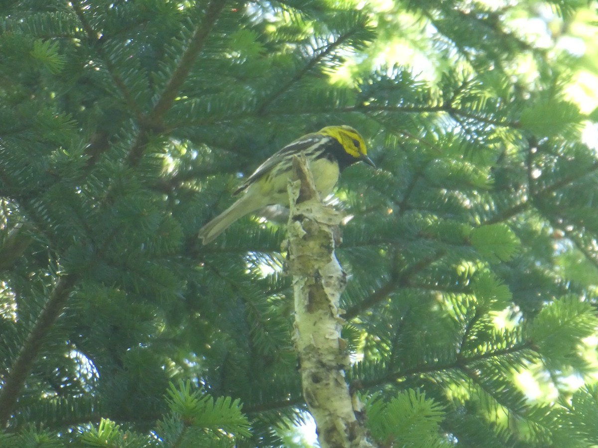 Black-throated Green Warbler - ML621361646
