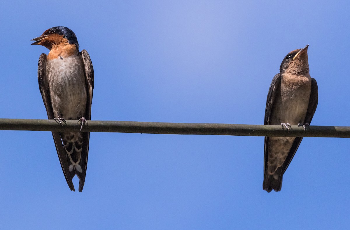 Pacific Swallow - ML621361669