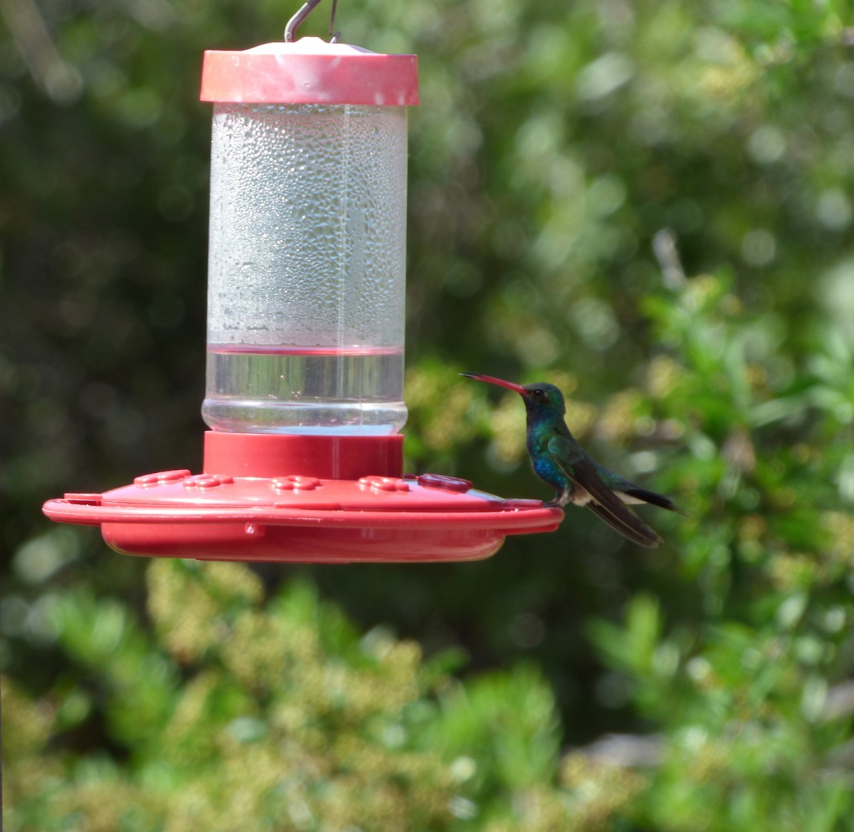 Broad-billed Hummingbird - ML621361685