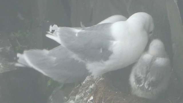 Mouette tridactyle - ML621361689