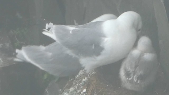 Black-legged Kittiwake - ML621361689