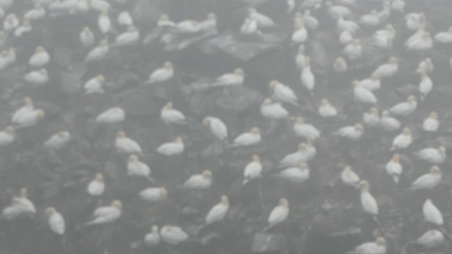 Northern Gannet - ML621361699