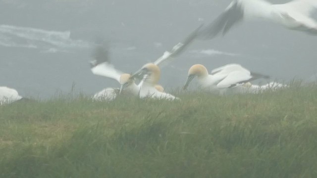 Northern Gannet - ML621361736