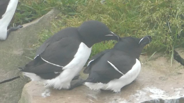 Razorbill - ML621361745