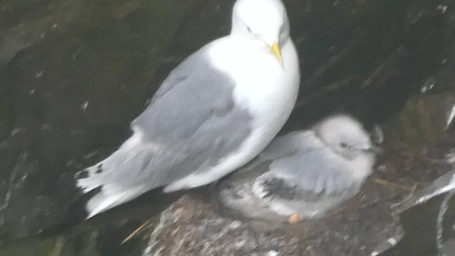 Gaviota Tridáctila - ML621361785