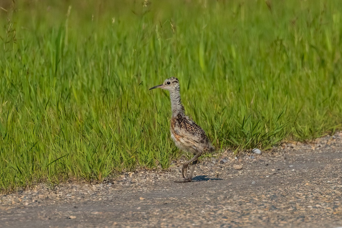 Long-billed Curlew - ML621361822