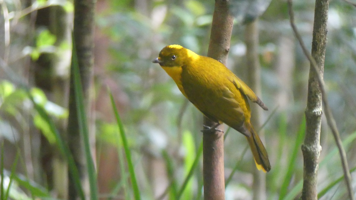 Golden Bowerbird - ML621361826
