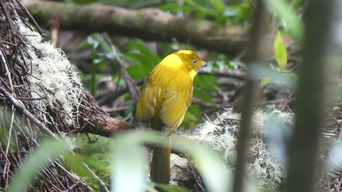 Golden Bowerbird - Ann Kovich