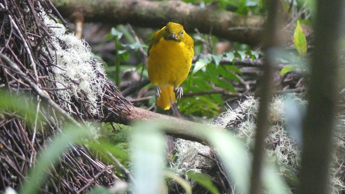 Golden Bowerbird - ML621361828