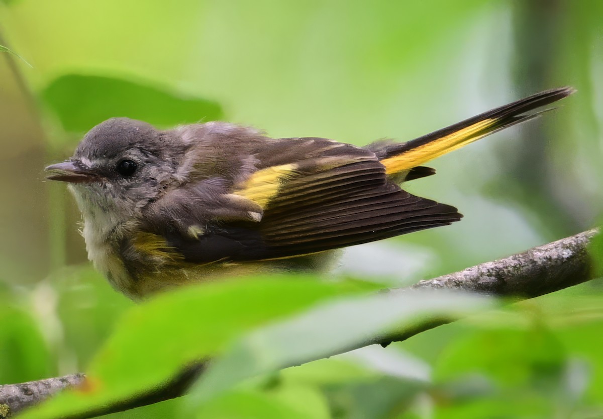 American Redstart - ML621361863