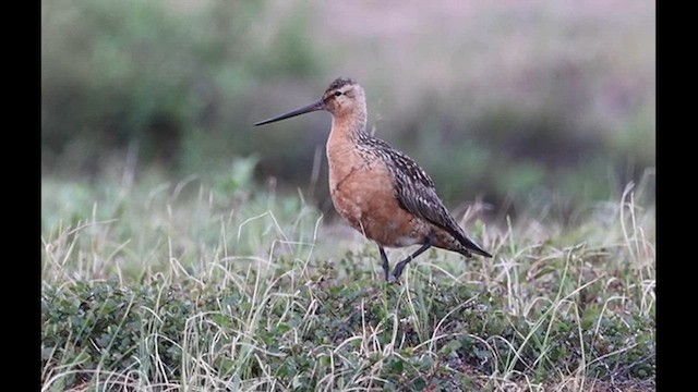 břehouš rudý - ML621361900