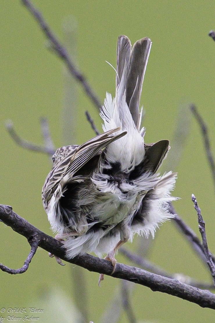 Vesper Sparrow - ML621361909