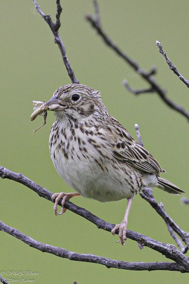 Vesper Sparrow - ML621361910