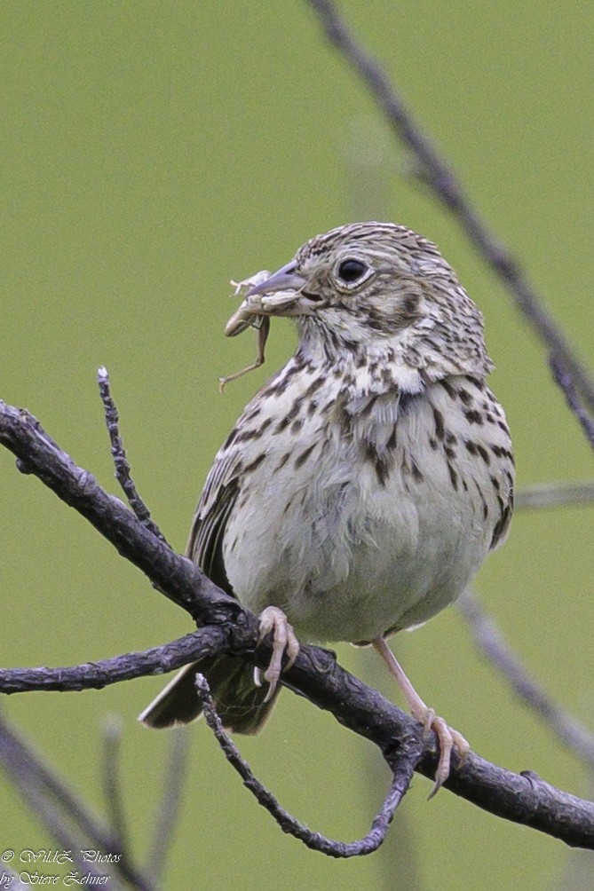 Vesper Sparrow - ML621361911