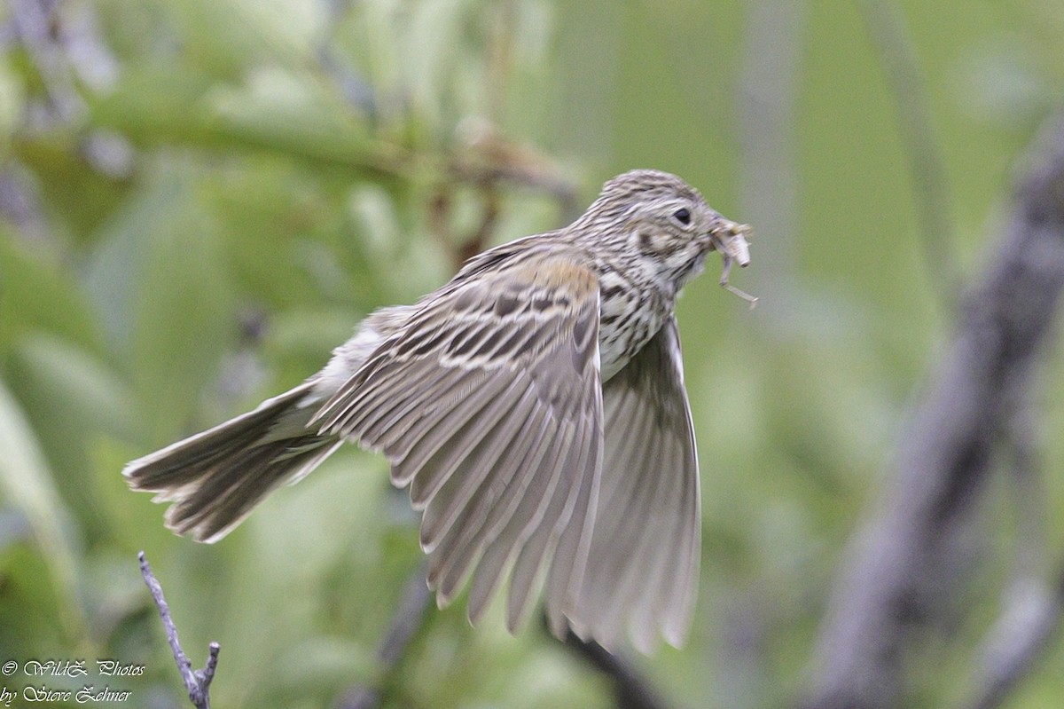Vesper Sparrow - ML621361912