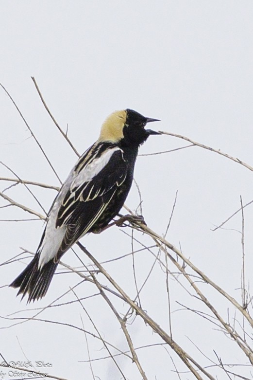 Bobolink - ML621361952