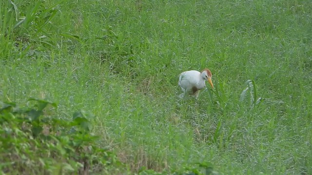 Western Cattle Egret - ML621362000