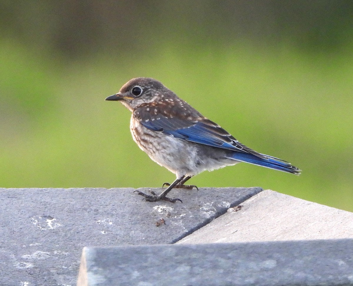 Eastern Bluebird - ML621362044