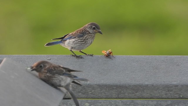 Eastern Bluebird - ML621362046