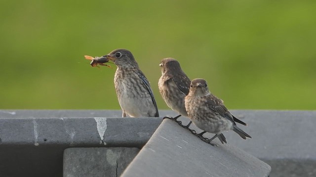 Eastern Bluebird - ML621362066