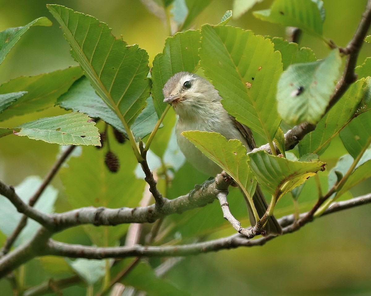 Warbling Vireo - ML621362083