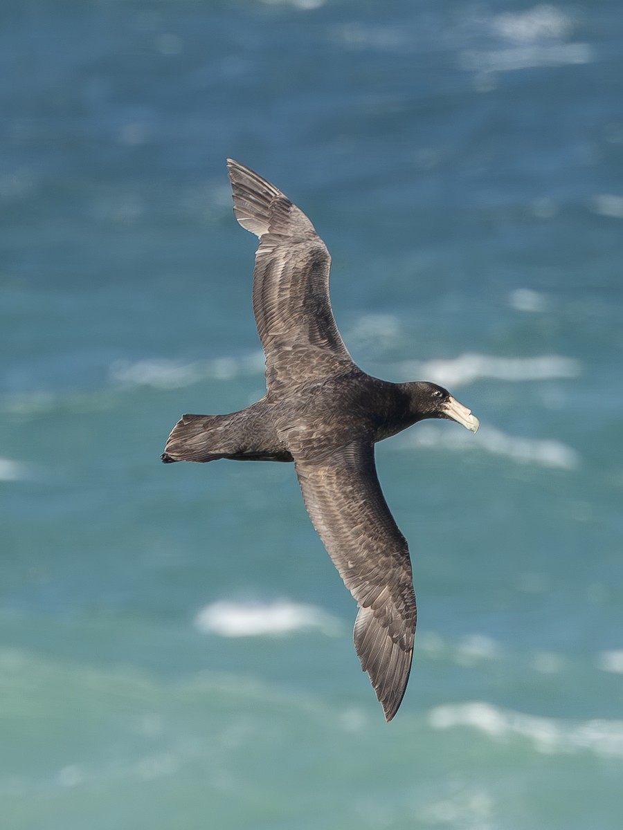 Southern Giant-Petrel - ML621362326