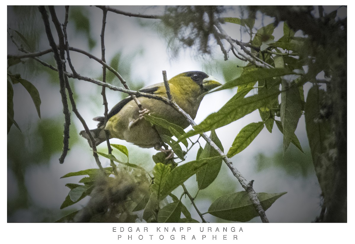 Hooded Grosbeak - ML621362384