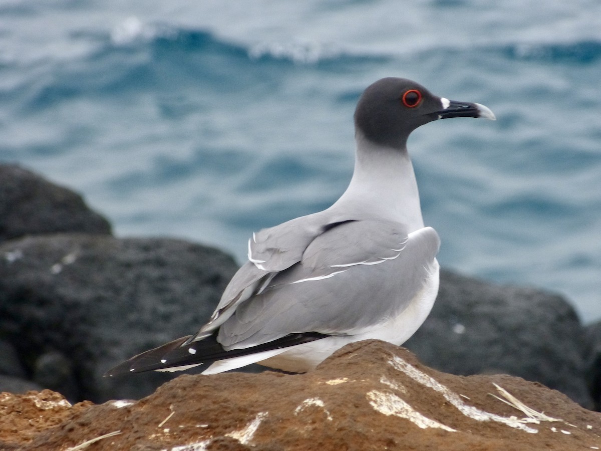 Swallow-tailed Gull - ML621362386