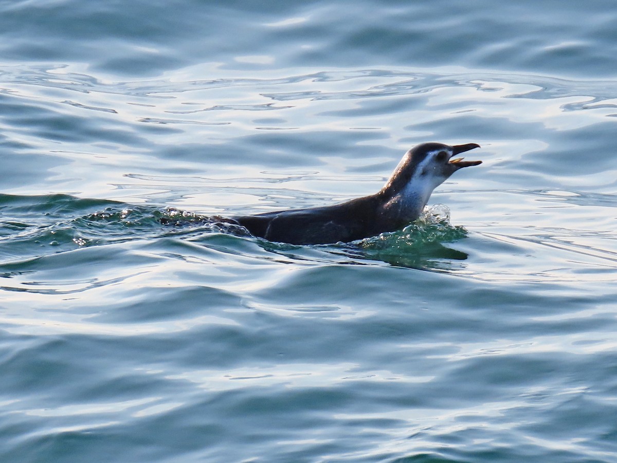 Magellanic Penguin - ML621362450