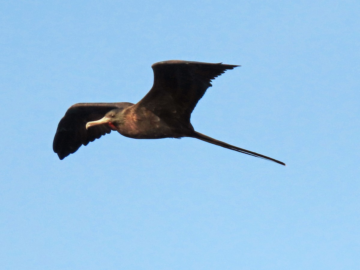 Magnificent Frigatebird - ML621362538