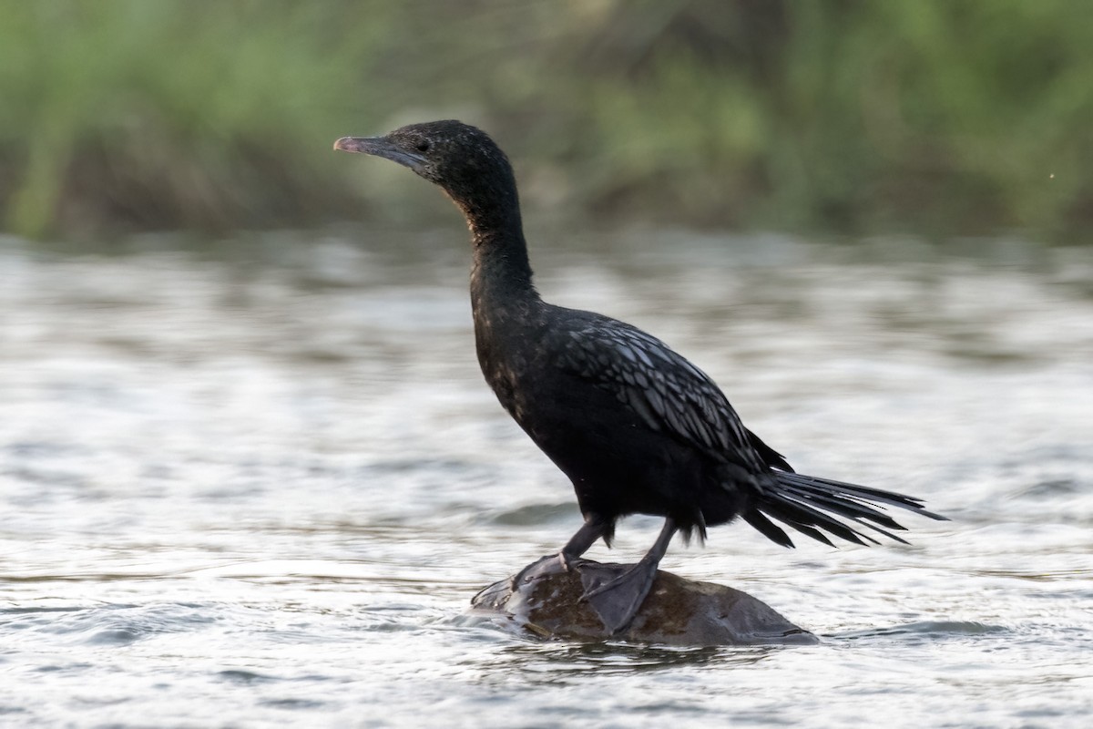 Little Cormorant - ML621362539