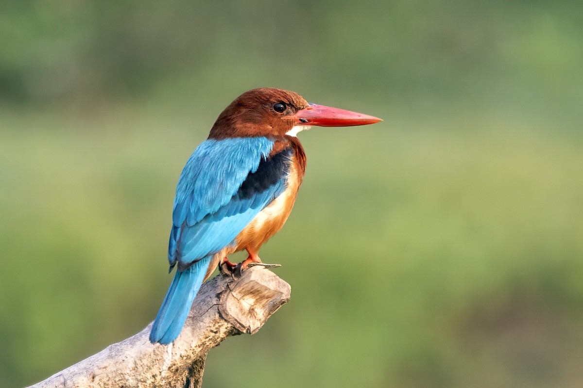 White-throated Kingfisher - ML621362543