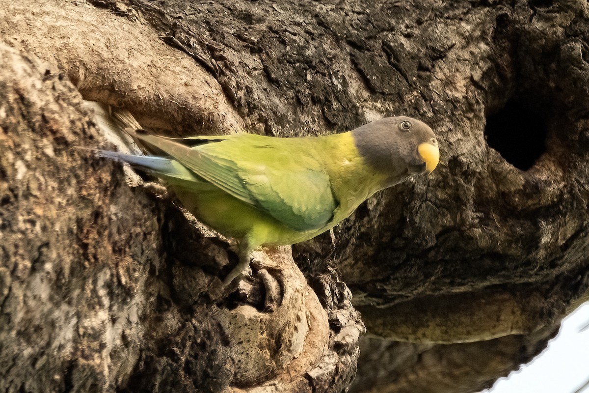 Plum-headed Parakeet - ML621362575