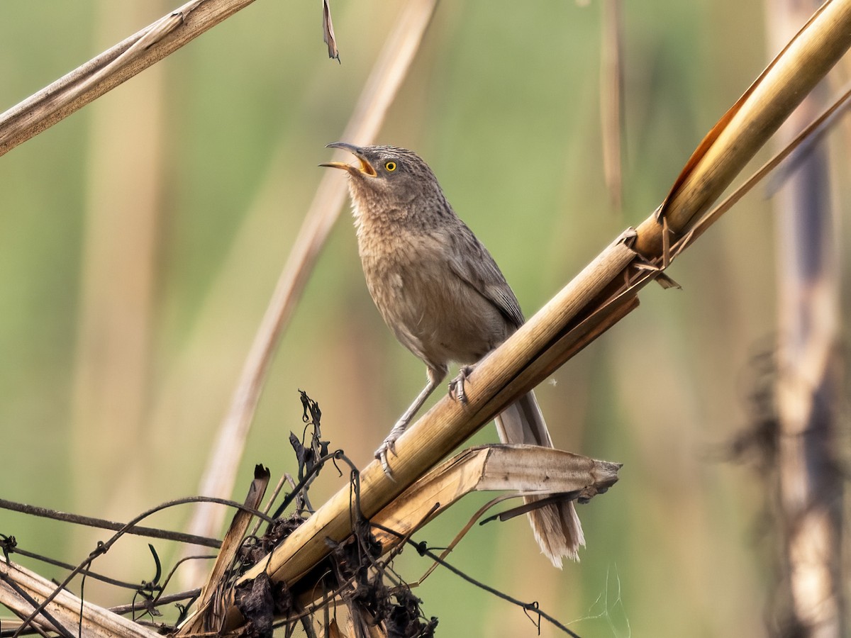 Striated Babbler - ML621362582