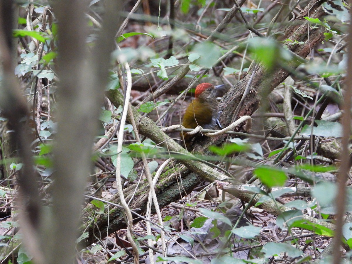 Dot-fronted Woodpecker - ML621362583