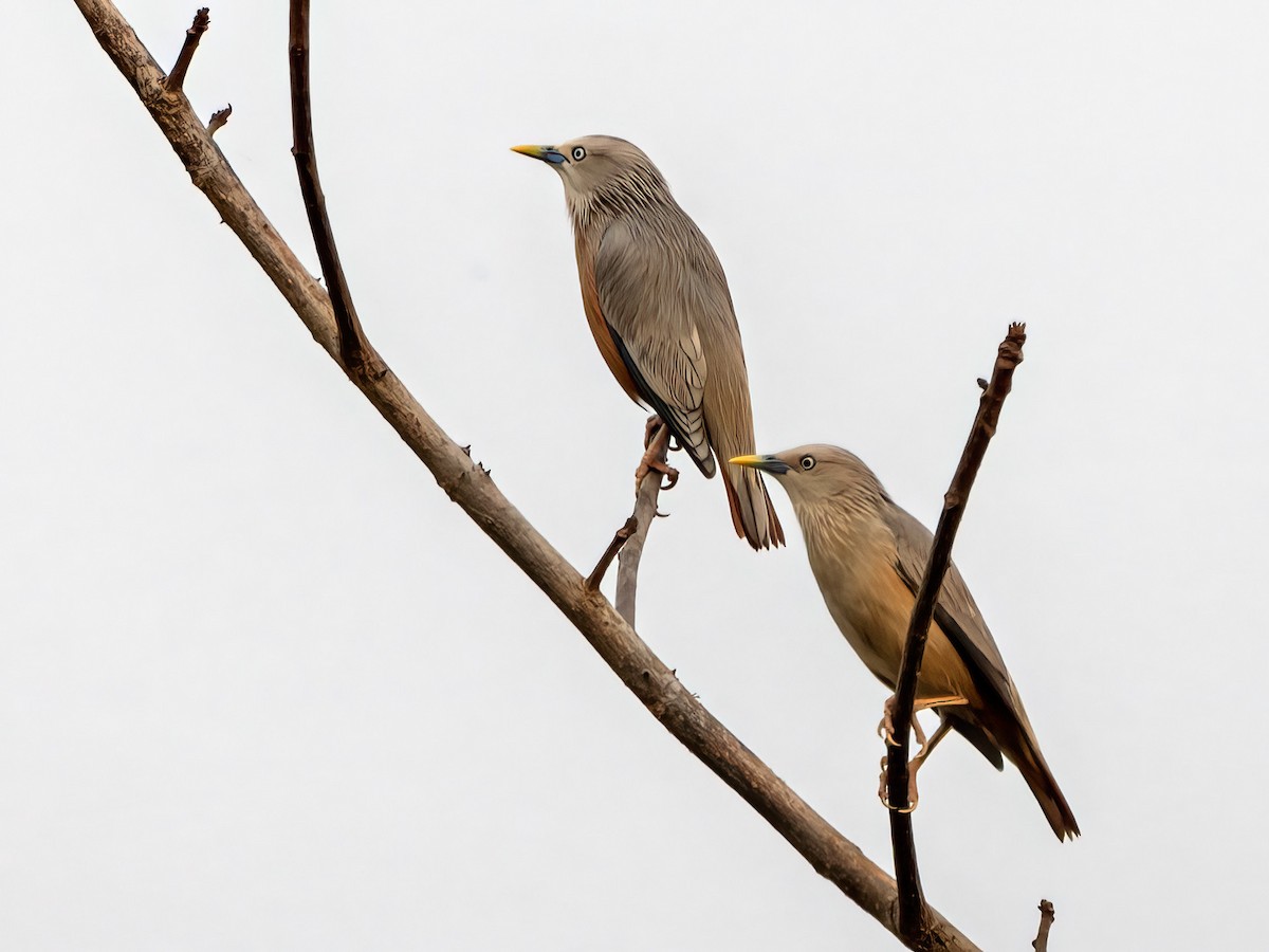 Chestnut-tailed Starling - ML621362590