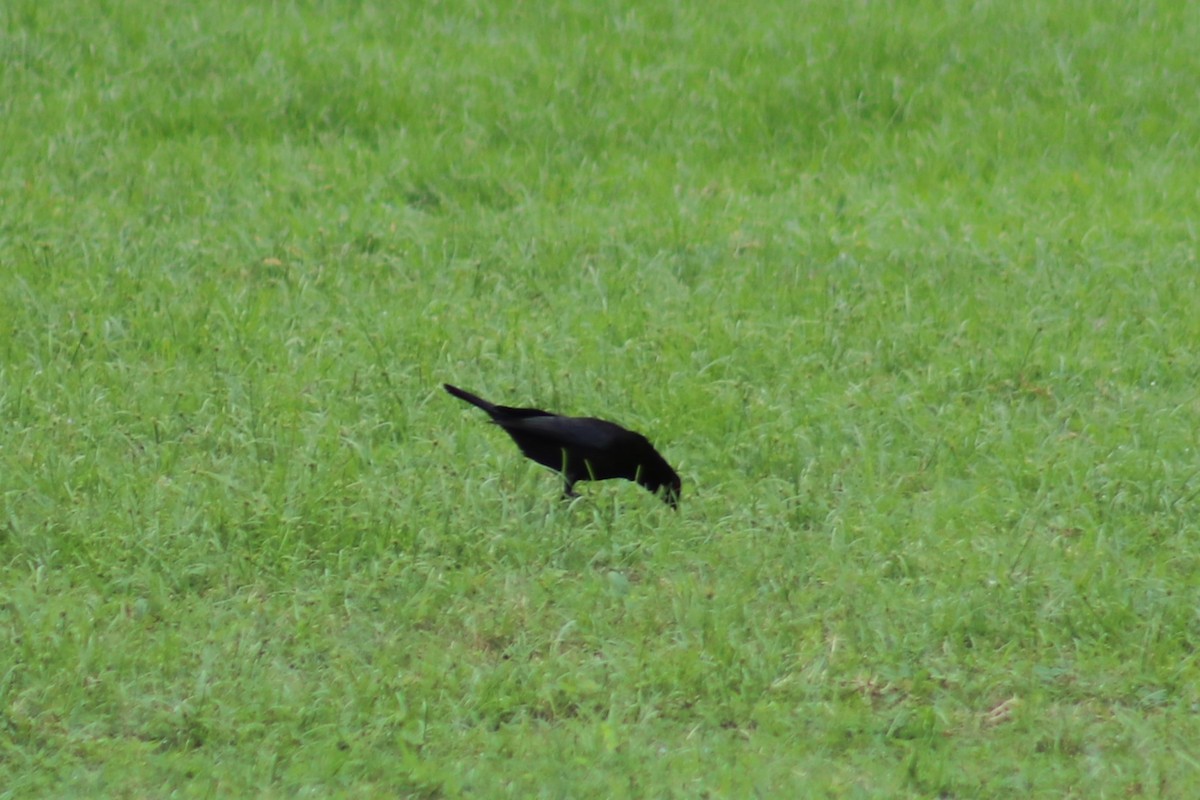 Bronzed Cowbird - Ty Sharrow