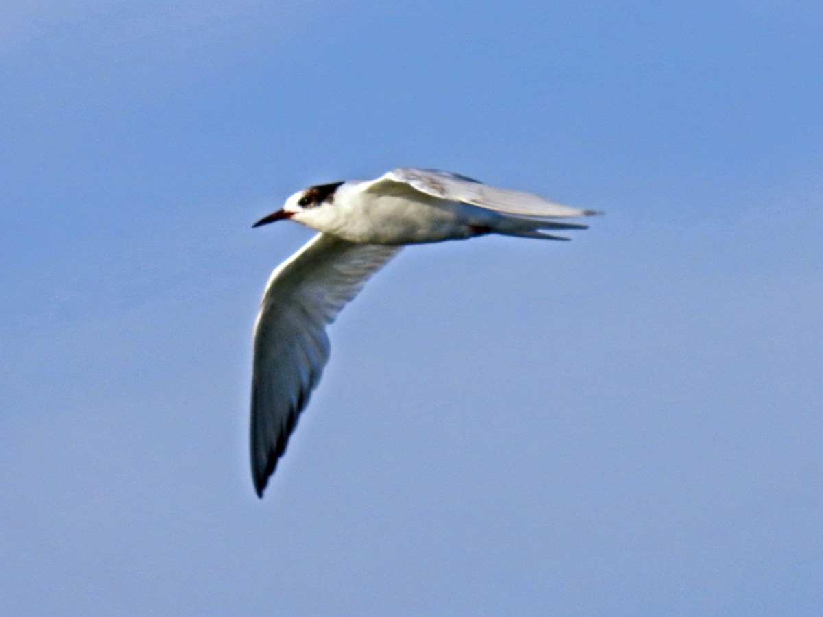 South American Tern - ML621362622