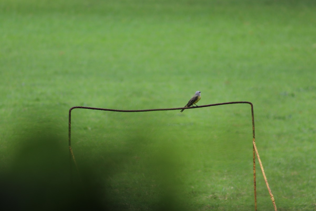 Tropical Kingbird - ML621362624