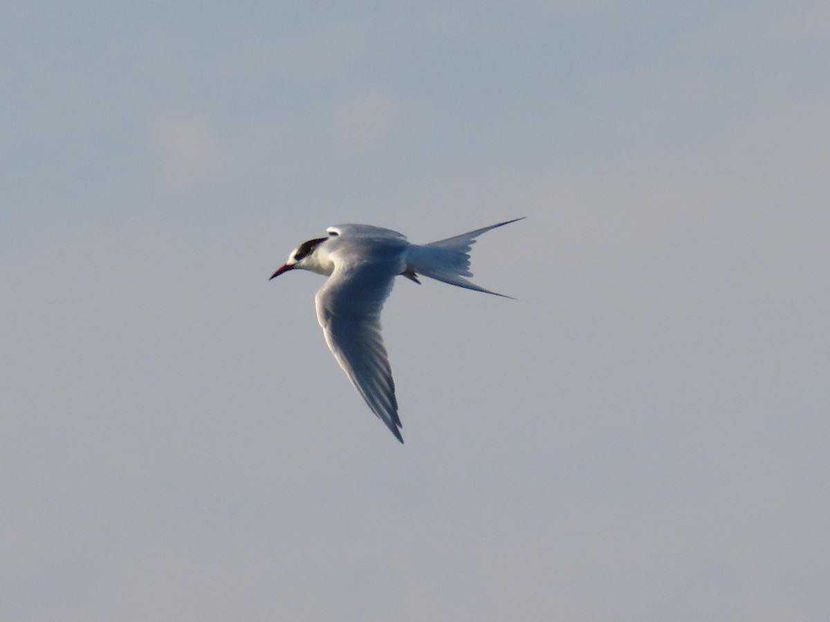 South American Tern - ML621362639