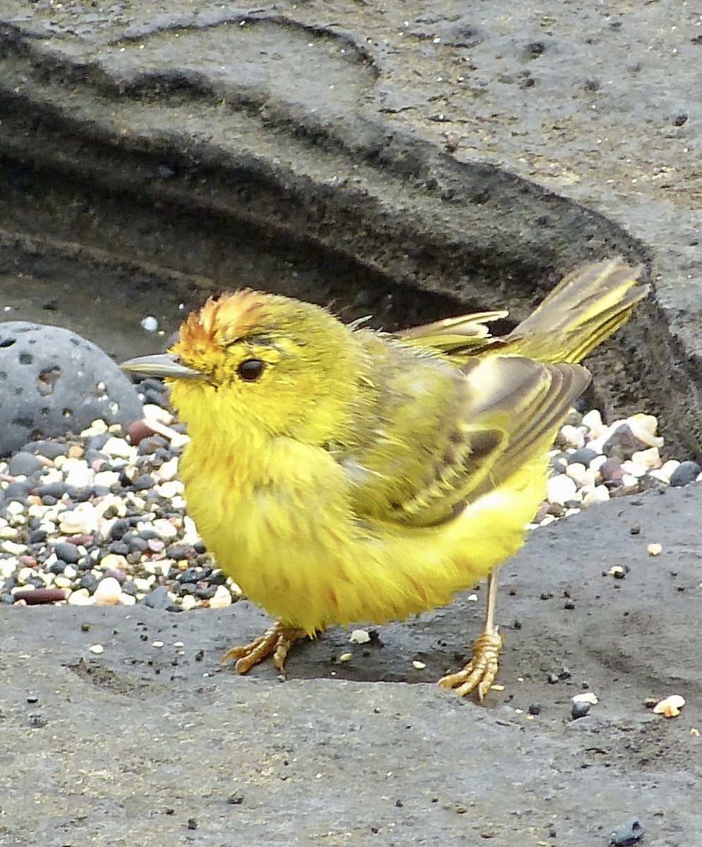 Yellow Warbler - ML621362669