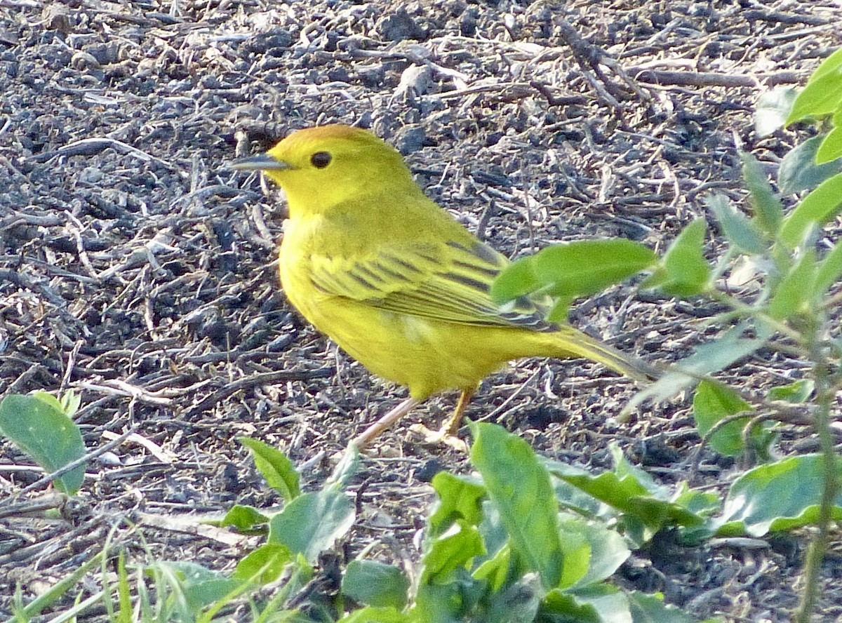 Yellow Warbler - ML621362670