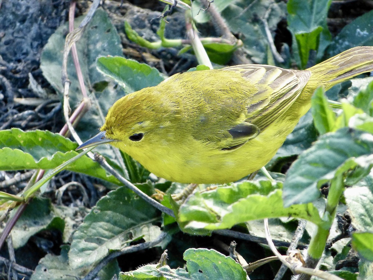 Yellow Warbler - ML621362671