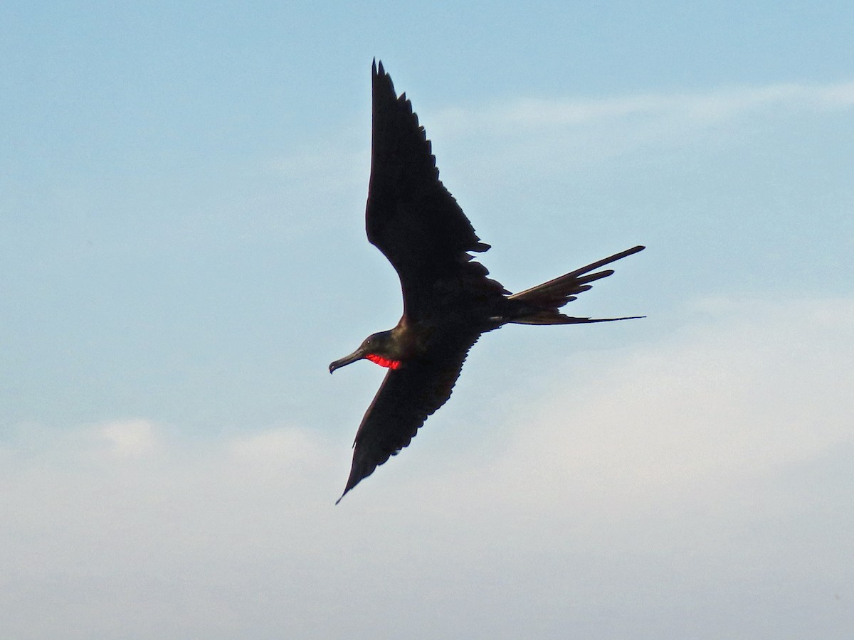 Magnificent Frigatebird - ML621362724