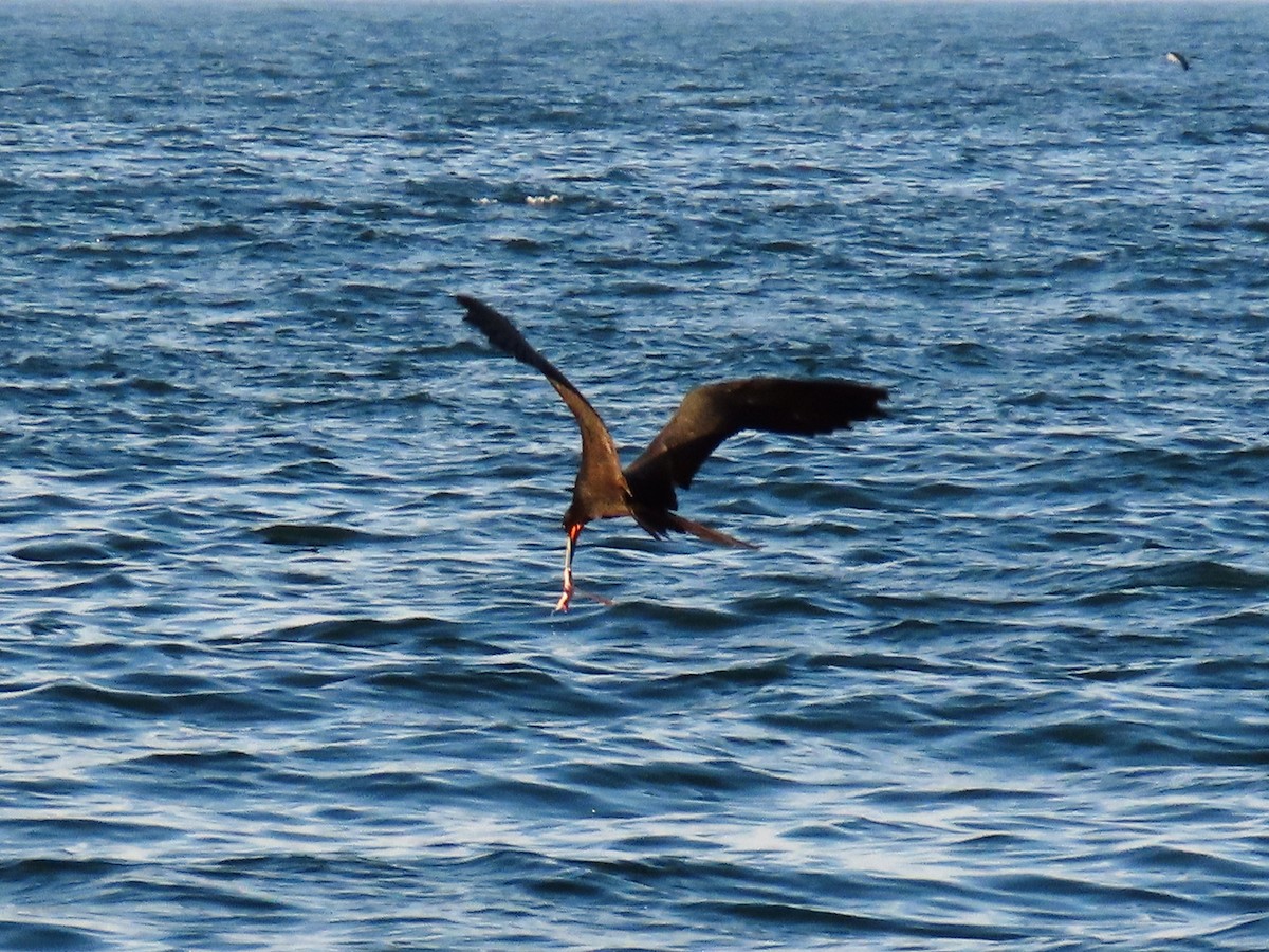 Magnificent Frigatebird - ML621362743