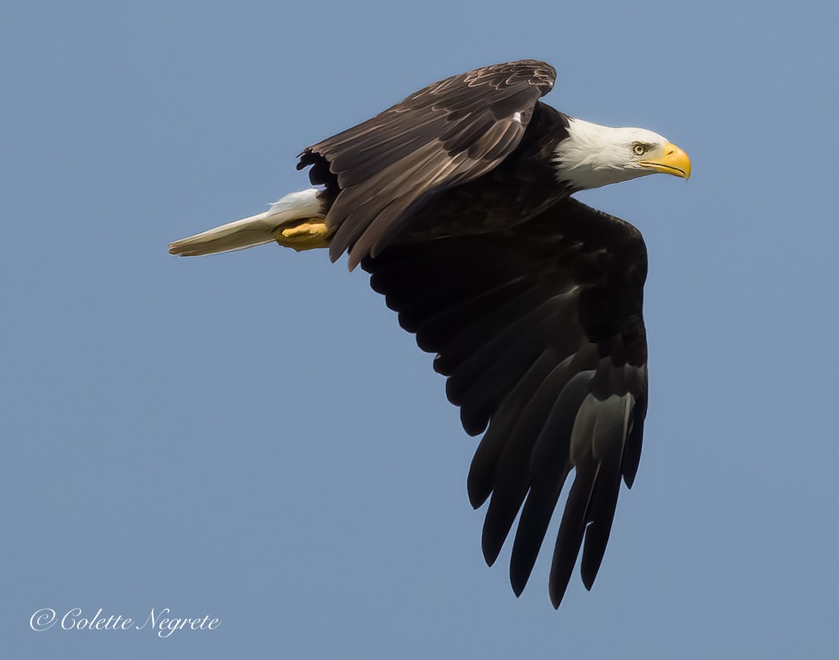 Bald Eagle - ML621362749