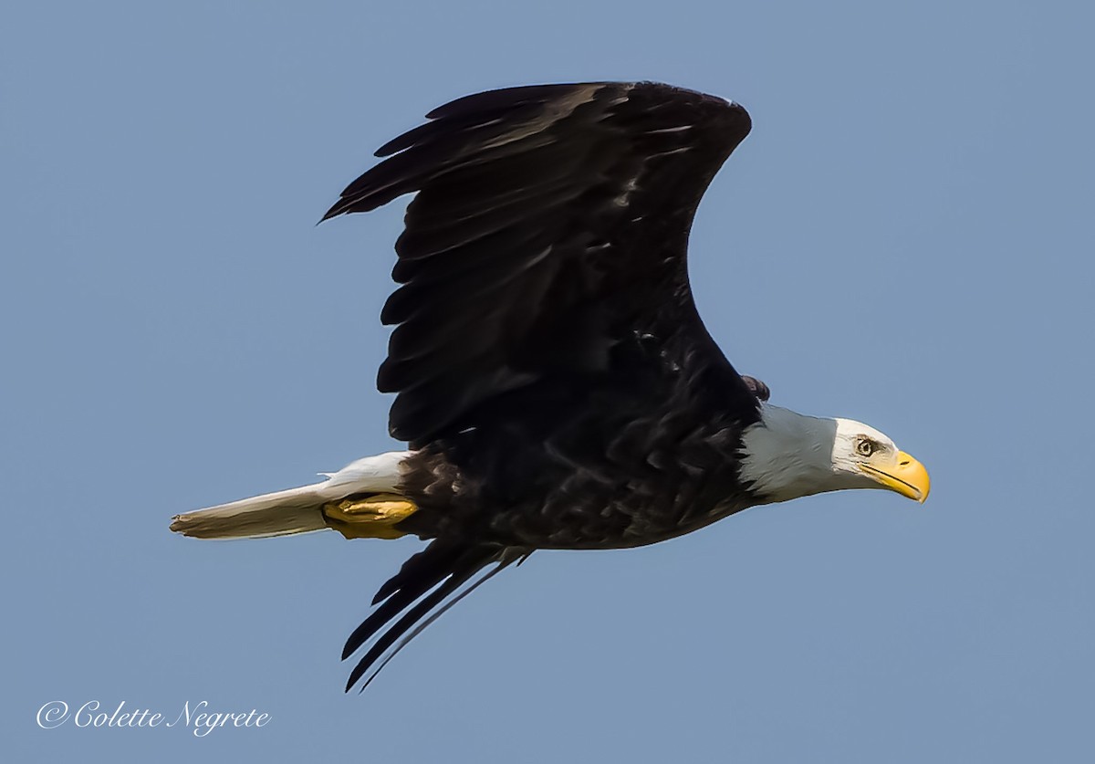 Bald Eagle - ML621362750