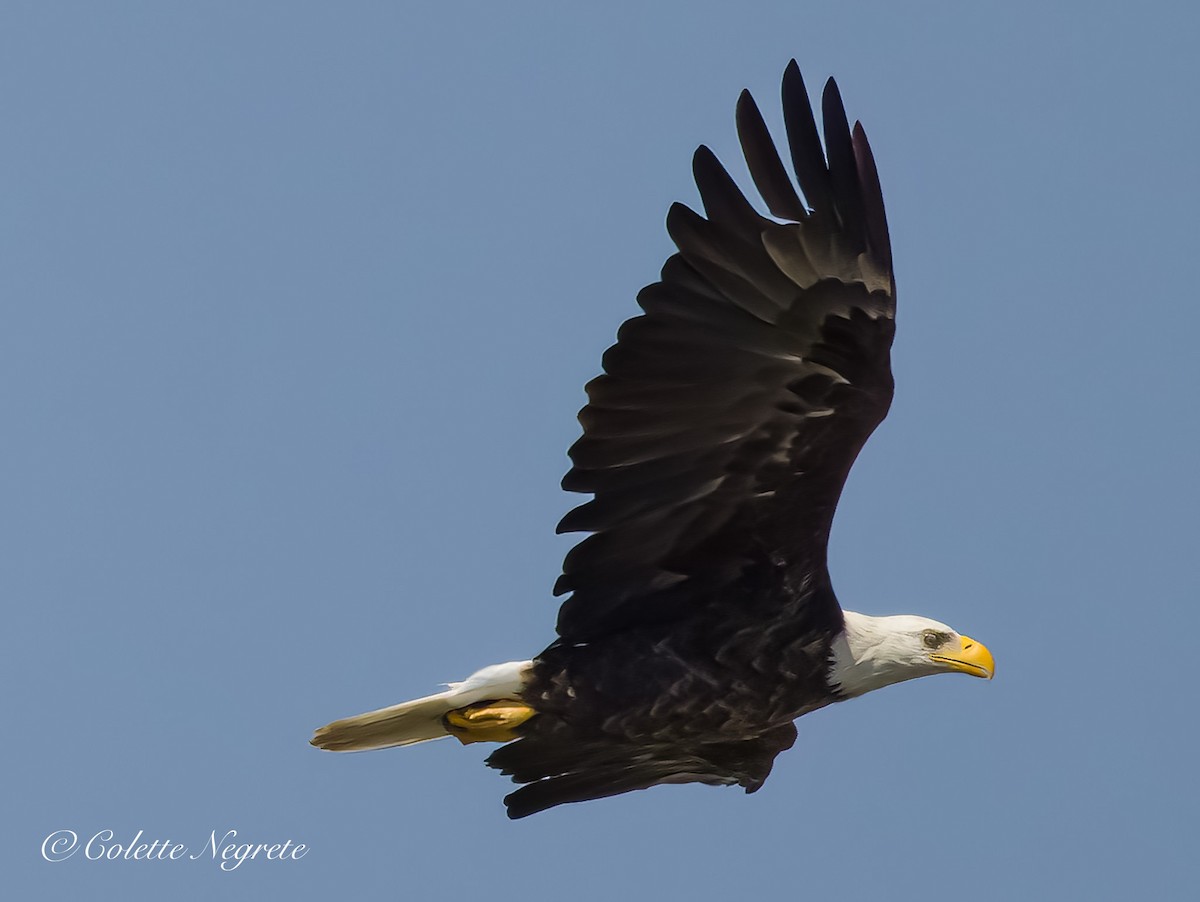 Bald Eagle - ML621362751