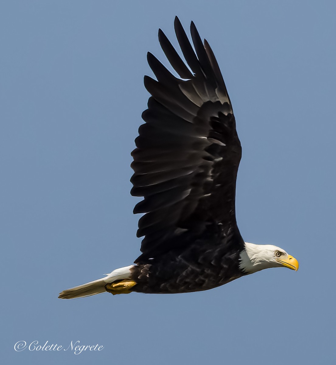 Bald Eagle - ML621362752