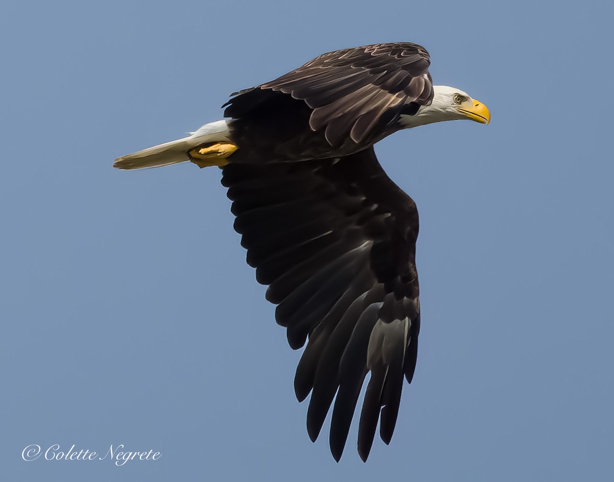 Bald Eagle - ML621362753